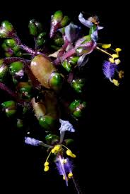 Image result for Aneilema leiocaule