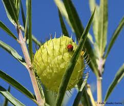 I have another milkwee that i think is a swamp weed.the seed pods are round, hairy balls.they have deflated some on that one which annoys me. Lady Beetles The First Ladies Of The Garden Having A Ball Bug Squad Anr Blogs