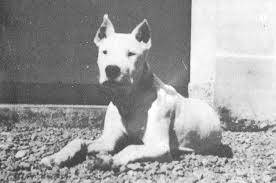 Occasionally, the dogo argentino will exhibit a pirata, a black marking on the dog's head. Dogo Argentino History Behind The Breed American Kennel Club