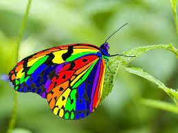 Rainbow Beautiful Butterflies Most Beautiful Butterfly Rainbow Butterfly