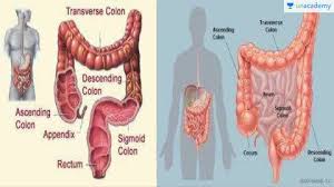 You can find exact hindi meanings and usage notes on english words here. Neet Ug Large Intestine In Hindi Offered By Unacademy