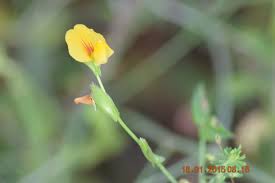 Image result for Zornia setosa