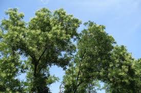 Image result for Sophora velutina