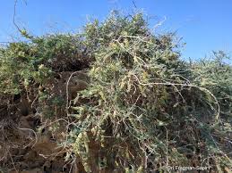 Image result for Suaeda sp. B