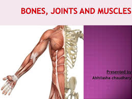 It can be downloaded in whole or in part as a pdf file, or ordered as a cd at a fraction of the cost of a typical medical textbook. Bones Muscles And Joints