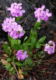 Image result for Arabis