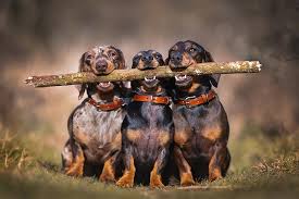 For dachshunds, there is no significant difference between the body mass of the female to that of the male. Dachshund Dog Breed Information