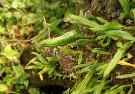 Image result for Lepisorus schraderi