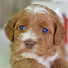 Maybe you would like to learn more about one of these? Springdale Labradoodles Of Greensboro Home Facebook