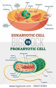 Protists such as amoeba and paramecium have eukaryotic cells. Eukaryotic Vs Vector Photo Free Trial Bigstock