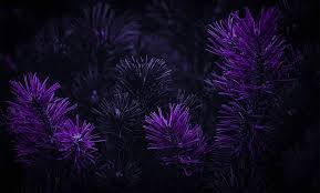 32338 views | 56738 downloads. Hd Wallpaper Dark Purple Background Photoshop Matte Paint Flowers Wallpaper Flare
