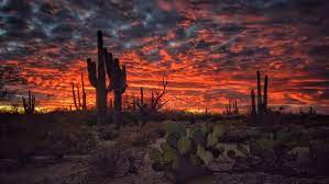 @wallup, taken with an unknown camera 11/01 2017 the picture taken with. Cactus Sunset Wallpaper Desert