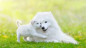 Best Hypoallergenic Large Dogs Petlife