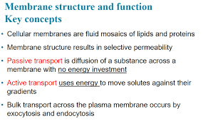 Lecture 11 Membrane Structure And Function Diagram Quizlet