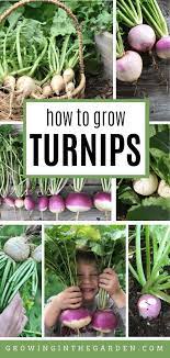 How To Grow Turnips 5 Tips For Growing Turnips Growing In The Garden Growing Turnips Turnip Growing Vegetables