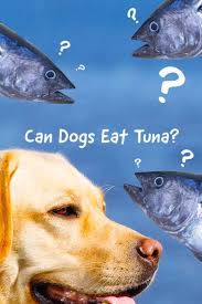Can Dogs Eat Tuna Fish Is Tuna Good For Dogs Can Dogs Eat Tuna Dog Make Dog Food