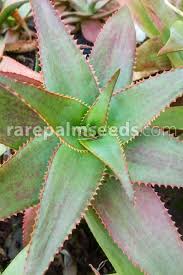 People celebrate after a statue of queen victoria was toppled on thursday at the manitoba legislature. Aloe Madecassa Buy Seeds At Rarepalmseeds Com