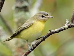 Backyard Birds Of East Texas Philadelphia Vireo Ebird Birds Habitats Ornithology