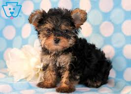 Get a boxer, husky, german shepherd, pug, and more on kijiji, canada's #1 local classifieds. Boots Yorkiepoo Puppy For Sale Keystone Puppies Yorkie Poo Puppies Puppies Yorkie Poo