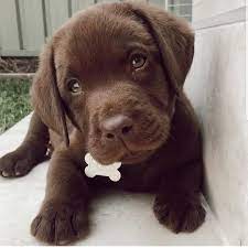 Labrador Retrieverはinstagramを利用しています Aww Tag A Friend Follow Our Page Labrador Retriever Owner Labrador Retriever Puppies Labrador Puppy