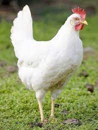 Yep, this bird one and the same. White Leghorn Chickens For Sale Chickens For Backyards