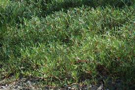 Image result for Sesuvium portulacastrum