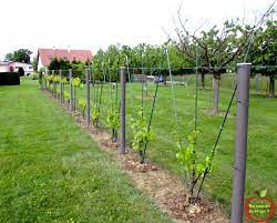 le bouturage de la vigne ma passion du verger palissage vigne vigne jardins