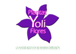 Flores y plantas Yoli