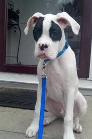 Black And White Boxer Dog 2 Black Eyes Love This Boxer Boxer Puppies Boxer Dog Puppy Boxer And Baby