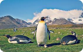 When We Feel Truly Confident And Secure The Opinions Of Others Cannot Control Us Easy Branches Penguins Penguin Pictures Animals