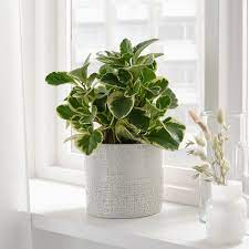 Leroy merlin portavasi da interno eleganti / vasi per piante e fiori guida alla scelta leroy merlin : Chiafron Portavasi Da Interno Esterno Bianco 15 Cm Ikea It