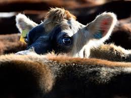 Udder Disaster Cows Escape After Livestock Truck Crashes Near Atlanta Dairy Farms Livestock Dairy Cattle