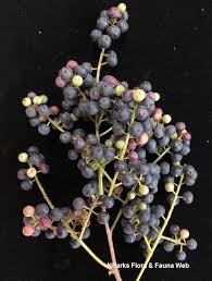 Image result for Embelia libeniana