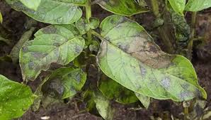 Dalam kehidupan manusia, hewan, dan tumbuhan virus dapat merugikan dan menguntungkan. Peran Menguntungkan Dan Merugikan Jamur Bagi Manusia