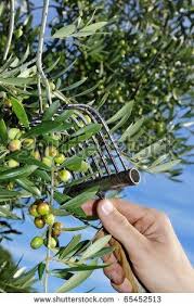 An Olive Tree And A Comb Harvesting Catalan Style Fresh Olive Oil Olive Gardens Olive Tree