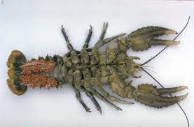Animals that start with b is an another amazing list of names from wordmom. Crayfish The Australian Museum