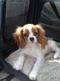 Maybe you would like to learn more about one of these? Cavalier King Charles Spaniel Puppies For Sale Home Facebook
