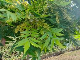 Image result for Harpephyllum afrum