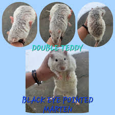 Hello, my name is Paige, recently got added to the group, I am currently  looking for a rat to join my other two rats. if anyone knows any breeders  around Imperial, Missouri,