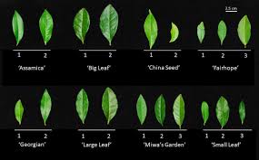 Image result for Camellia sinensis