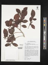 Image result for Cryptocarya liebertiana