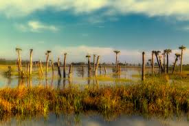 In 2008, the ritch grissom memorial wetlands were included in the great florida birding trail. Sharon Collins 2014 Ritch Grissom Memorial Wetlands Fl