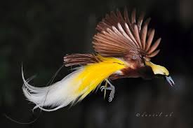 Lesser Bird Of Paradise Images The Lesser Bird Of Paradise Birds Of Paradise Plant Birds Of Paradise Pet Birds