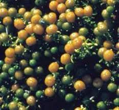 Image result for Chironia