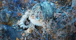 India S First Rescued Snow Leopard Cub Was Released Into The Wild Near A Himachal Pradesh Village Our research cameras offer a wealth of knowledge about the location and behavior of the snow leopards we protect. india s first rescued snow leopard cub