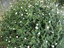 Prepare the garden by breaking up the existing soil (use a hoe, spade, or power tiller). Photo Of The Entire Plant Of Tahitian Bridal Veil Gibasis Geniculata Posted By Paul2032 Garden Org