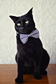 Black And White Cat With Bow Tie Trends Beautiful Bow Ties For Curious Cats Pretty Cats Cat Bowtie Collar Cats