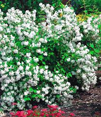 Schade wäre es dabei jedoch, wenn die gemischte hecke nur während weniger wochen des jahres blüht. Garten Jasmin Snow Goose Bluhende Straucher Bei Baldur Garten Straucher Garten Garten Immergruner Garten