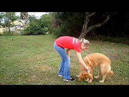 We did not find results for: Camp Bow Wow Naples Behavior Buddies Presents Dani S Dog Tips Benefits Of Trick Training Bow Wow Buddy Behavior
