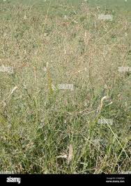Image result for Panicum schinzii